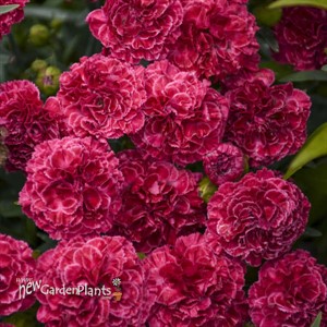 Dianthus 'Raspberry Ruffles' FRUIT PUNCH Series