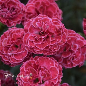 Dianthus 'Raspberry Ruffles' FRUIT PUNCH Series