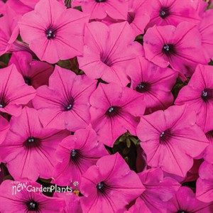 Supertunia Mini Vista Sweet Sangria Petunia hybrid