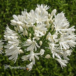 Agapanthus 'White Superior'