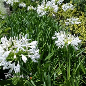 Agapanthus 'White Superior'