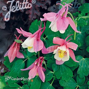 Spring Magic® Rose & White