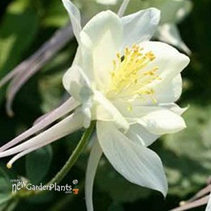 Aquilegia Spring Magic® White Columbine