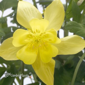 Aquilegia Spring Magic® Yellow
