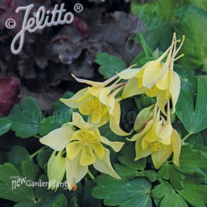Aquilegia Spring Magic® Yellow