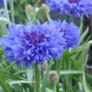 Centaurea cyanus 'Blue Boy'