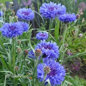 Centaurea cyanus 'Blue Boy'