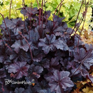 'Obsidian' pp14836 Corsl Bells