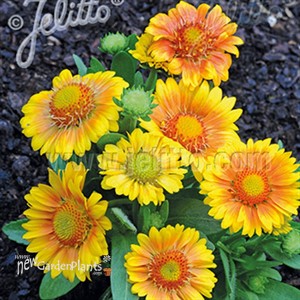 Gaillardia Mesa™ Peach
