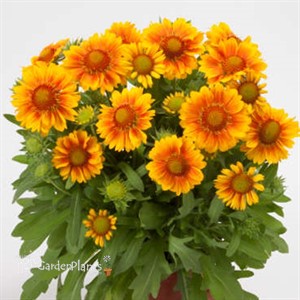 Gaillardia Mesa™ Peach