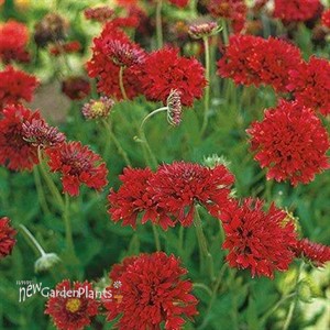 Gaillardia Globe Red