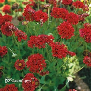 Gaillardia Globe Red