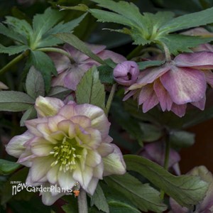Helleborus 'Mother of the Bride' WEDDING PARTY® Series