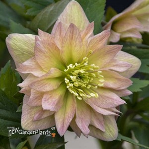 Helleborus 'Mother of the Bride' WEDDING PARTY® Series