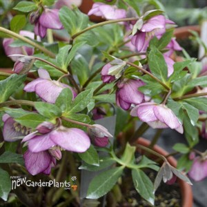 Helleborus 'Paris in Pink' HONEYMOON® Series