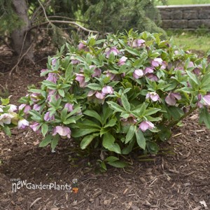 Helleborus 'Paris in Pink' HONEYMOON® Series