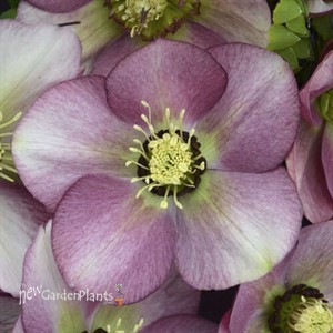 Helleborus 'Paris in Pink' HONEYMOON® Series