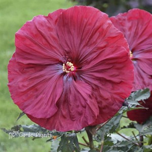 Hibiscus 'Blackberry Merlot'