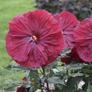 Hibiscus 'Blackberry Merlot'