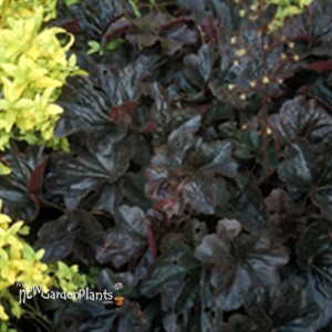 'Obsidian' pp14836 Corsl Bells