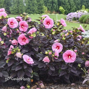 Hibiscus 'Edge of Night' SUMMERIFIC® Collection