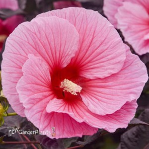 Hibiscus 'Edge of Night' SUMMERIFIC® Collection