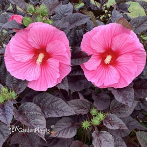 Hibiscus 'Edge of Night' SUMMERIFIC® Collection