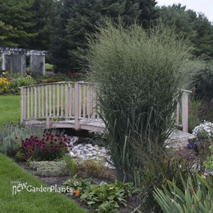 Panicum 'Totem Pole' PRAIRIE WINDS® Collection