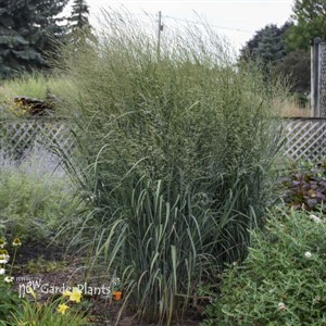 Panicum 'Totem Pole' PRAIRIE WINDS® Collection