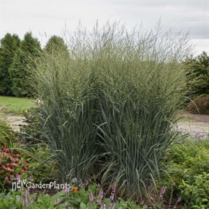 Panicum 'Totem Pole' PRAIRIE WINDS® Collection