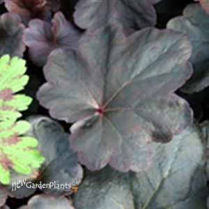 'Obsidian' pp14836 Corsl Bells