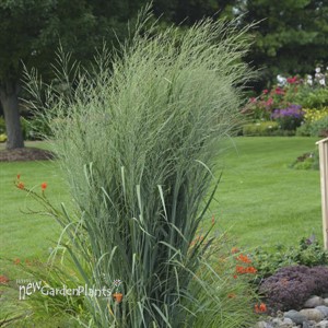 Panicum 'Totem Pole' PRAIRIE WINDS® Collection