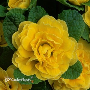 Primula  Belarina® Buttercup Primrose