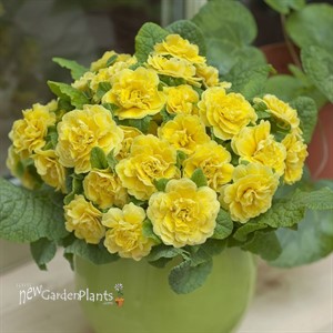 Primula  Belarina® Buttercup Primrose