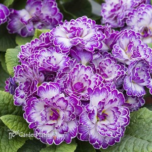 Primula Belarina Lively Lilac
