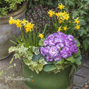 Primula Belarina Lively Lilac