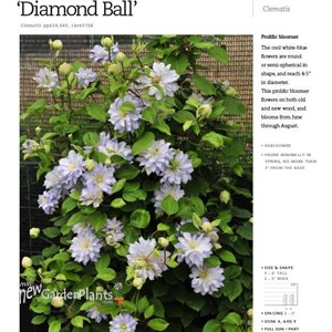 ‘Diamond Ball’  Clematis 