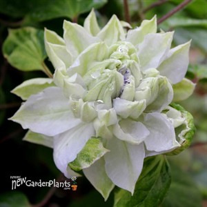 ‘Diamond Ball’  Clematis 