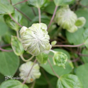 ‘Diamond Ball’  Clematis 
