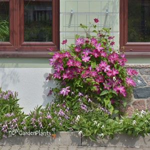 Clematis 'Viva Polonia'