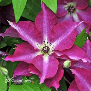 Clematis 'Viva Polonia'
