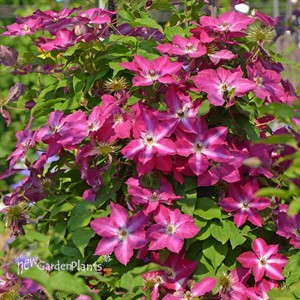 Clematis 'Viva Polonia'