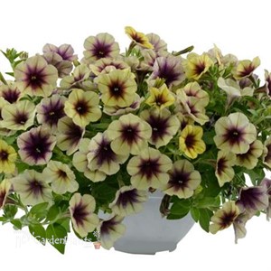 CASCADIAS™ AUTUMN MYSTERY Petunia hybrida