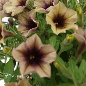 CASCADIAS™ AUTUMN MYSTERY Petunia hybrida