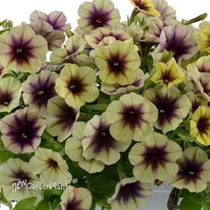 CASCADIAS™ AUTUMN MYSTERY Petunia hybrida