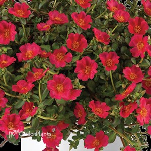 Portulaca 'Pazazz Deep Pink'