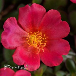 Portulaca 'Pazazz Deep Pink'
