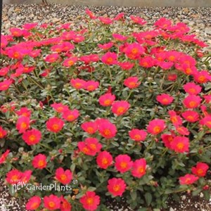 Portulaca 'Pazazz Deep Pink'