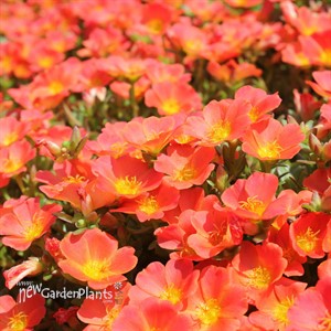 Portulaca Pazazz™ Tangerine
