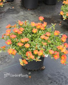 Portulaca Pazazz™ Tangerine